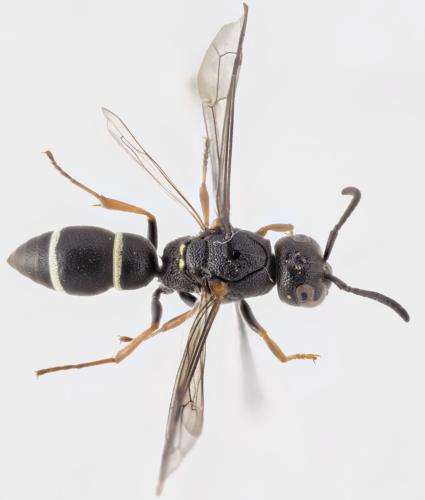 Stenodynerus picticrus